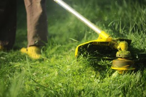 gardener