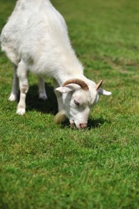 gilbert lawn care with goats